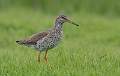 Redshank with insect in beak_Roger Hance